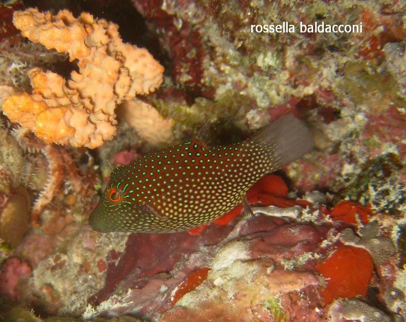 Maldive (atolli di Male Nord e Male Sud)